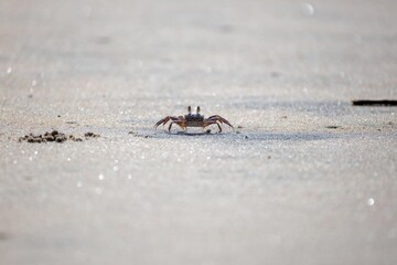 Fototapeta premium Crab Beach