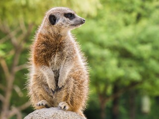 Fototapeta premium Meerkat Nature