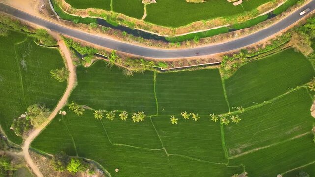 Drone view of tropical farmland and coconut groves in the countryside of Hampi, India.
