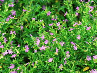 Fototapeta premium A photograph of small purple flowers and green leaves.