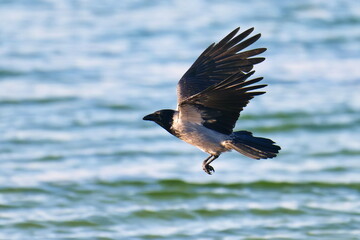 Fototapeta premium Nebelkrähe im Flug bei der Futtersuche an der Ostsee 