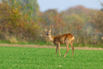 Reh auf einer Wiese  © Karin Jähne
