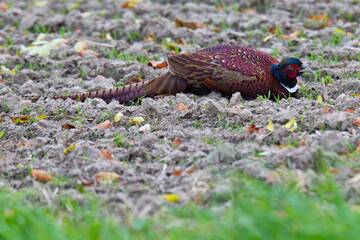Jagdfasan M&auml;nnchen tarnt sich auf einem Feld im Herbst	
