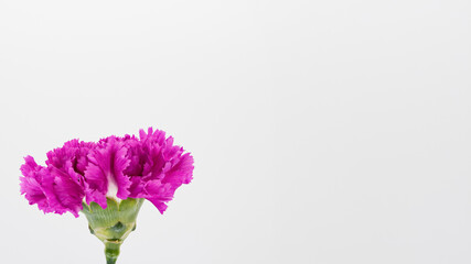 ピンクのカーネーションの花 白背景 マクロ コピースペース