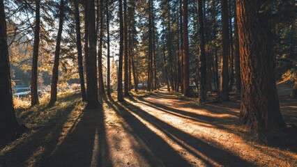 Obraz premium Forest Path with Sun and Shadows