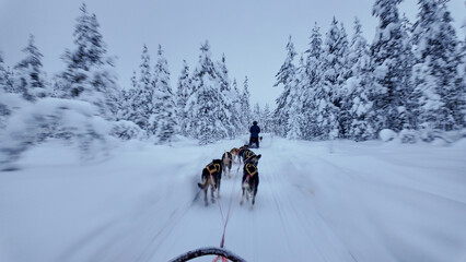 Winter wonderland adventure in Akaslompolo, Lapland with majestic husky dogs © Fokke Baarssen