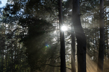 Majestic morning sunlight rays beaming through tall dark pine tree trunks creating dramatic light streaks and lens flare in dense evergreen forest atmosphere natural wilderness landscape.