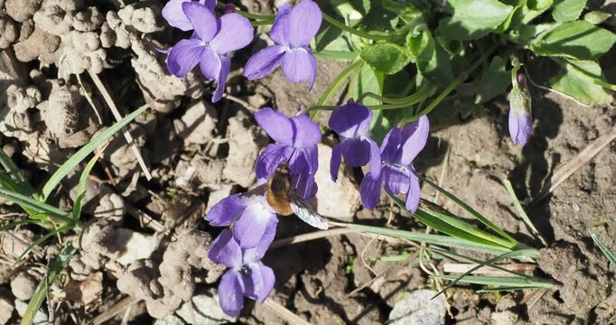 Gro&szlig;e Wollschweber (bombylius major) schwebend an wilde violette Bl&uuml;ten (Viola hirta) sammelt Nektar  mit seinem langen gerade saugr&uuml;ssel
