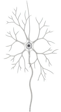 A neuron with a cell body and branching dendrites isolated on transparent background