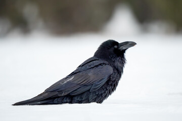 Fototapeta premium Common Raven - Corvus corax, iconic black large bird native to European woodlands and forests, Poland.