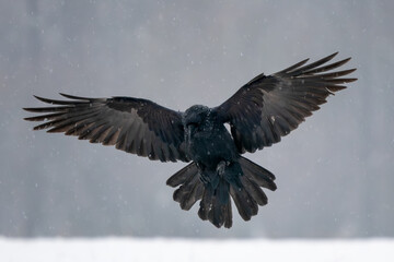 Obraz premium Common Raven - Corvus corax, iconic black large bird native to European woodlands and forests, Poland.