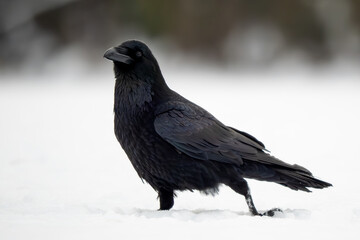 Common Raven - Corvus corax, iconic black large bird native to European woodlands and forests, Poland.