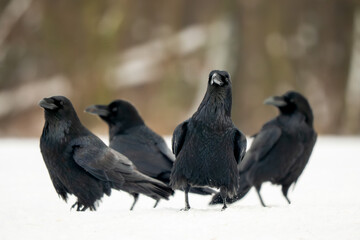 Fototapeta premium Common Raven - Corvus corax, iconic black large bird native to European woodlands and forests, Poland.