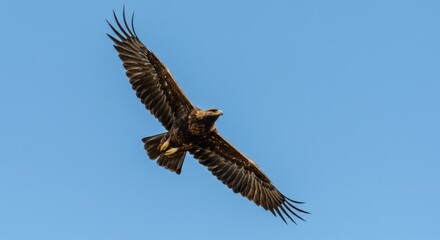 Obraz premium Majestic Eagle Soaring Gracefully in Clear Blue Sky