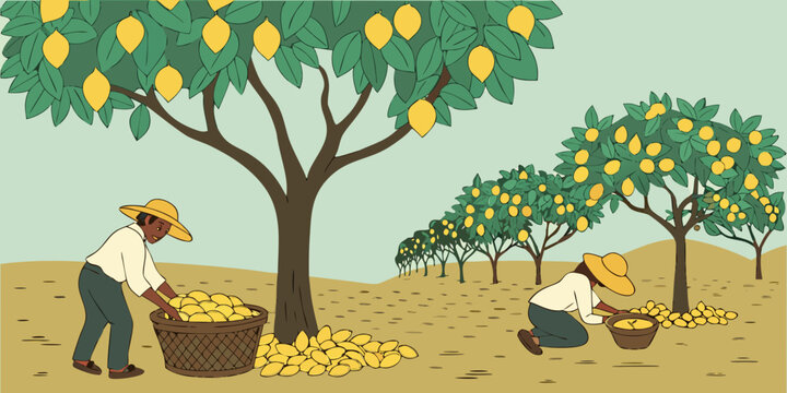 workers harvesting lemons in an orchard Vector