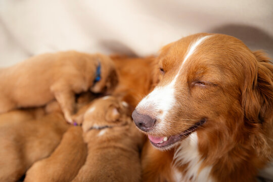 Female Nova Scotia Duck Tolling Retriever nursing puppies. Natural feeding of young dogs, dog breeding, pet care, and animal family concept.