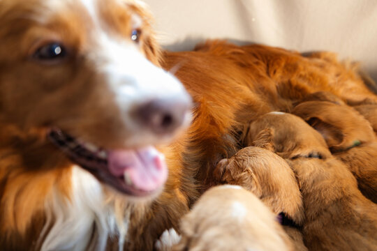 Female Nova Scotia Duck Tolling Retriever nursing puppies. Natural feeding of young dogs, dog breeding, pet care, and animal family concept.