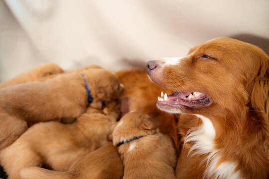 Female Nova Scotia Duck Tolling Retriever nursing puppies. Natural feeding of young dogs, dog breeding, pet care, and animal family concept.