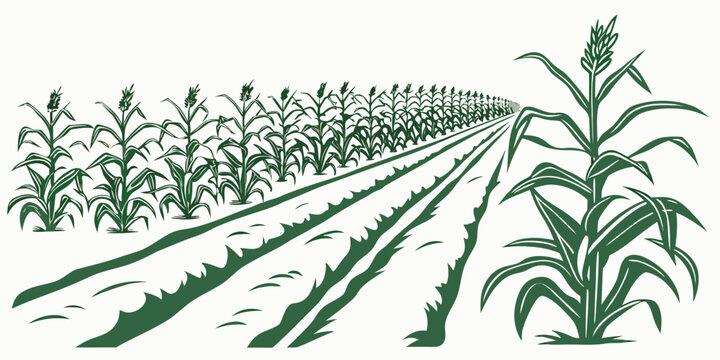 a green cornfield with rows of crops growing Vector