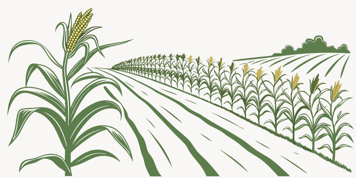 a green cornfield with yellow corn on the cob Vector