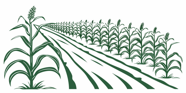 a field of corn plants growing in rows Vector