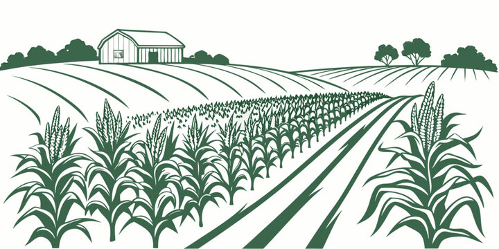 a green illustration of a cornfield with a farmhouse in the background Vector