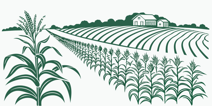 a green illustration of a cornfield with a farmhouse in the background Vector
