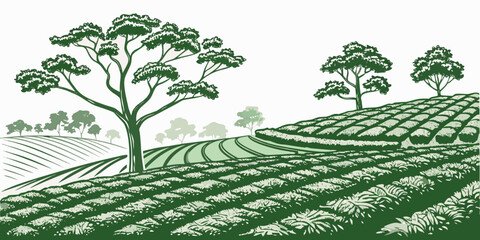 tea plantation with trees on a hillside Vector © RABBY