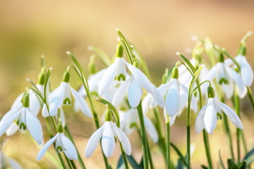 Przebiśniegi. © Janusz Lipiński