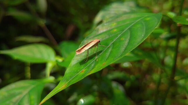 Close-up Macro Image of Stilt Bug on a Green Leaf Outdoors