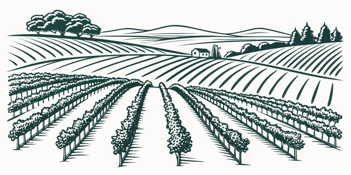 a green illustration of a vineyard with rows of grapevines Vector