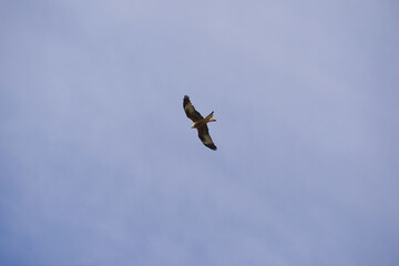 Looking up to red kite Milvus milvus bird of prey up in the sky at Swiss village of Niederglatt on a late winter day. Photo taken March 13th, 2026, Nöschikon Niederglatt, Zurich, Switzerland.