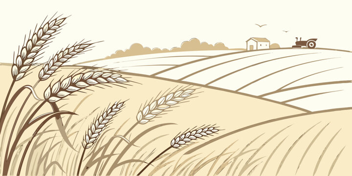a wheat field with a farm in the distance Vector