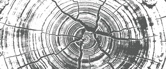 Black and white closeup of a tree trunk with visible rings and cracks wood texture © sultan
