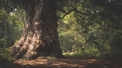 Obraz premium Majestic Tree in a Forest Clearing