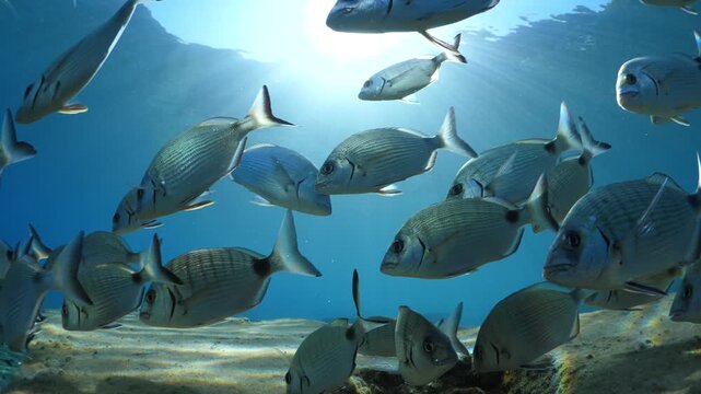 slow motion sea bream fish underwater school of fish swim together relaxing ocean scenery
