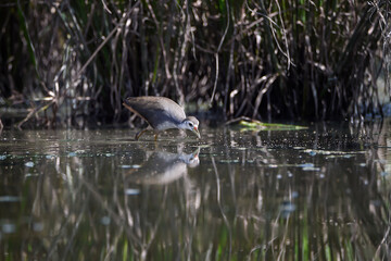 White-breasted waterhen (Amaurornis phoenicurus) walking along the edge of a marsh among reeds, reflected on calm water. Wildlife close-up showing the natural habitat of a wetland bird with soft light