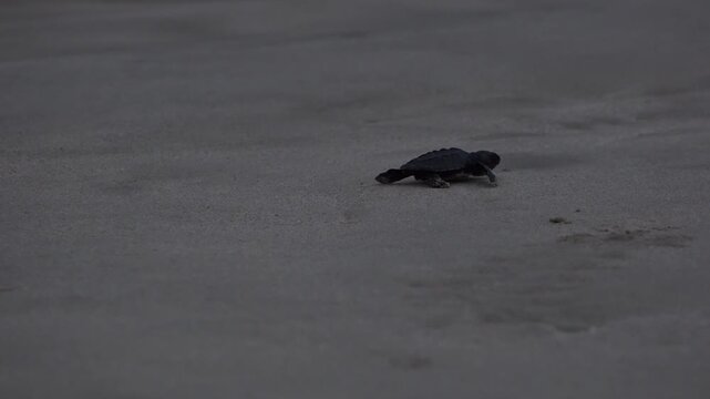 A Baby Sea Turle Crawling to the Ocean