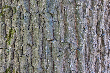 Fototapeta premium Rough tree bark texture with cracks, providing a natural background