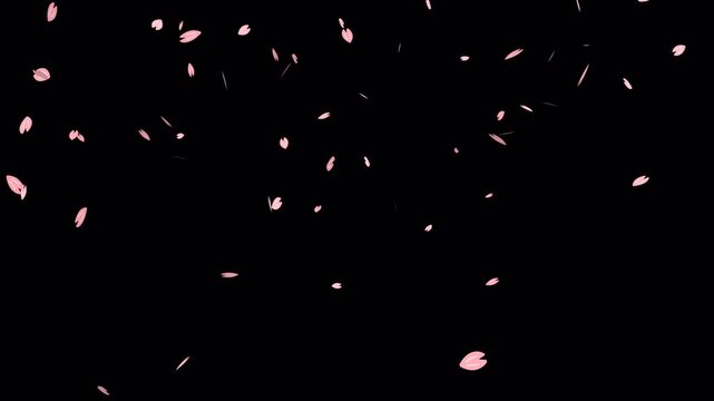 Falling pink sakura cherry blossom flower petal. Transparent Alpha Channel 4K