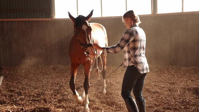 Female rider leads bay horse in arena. Trainer teaches horse to obey commands, practicing with halter and rope. Concept of trust between horse and owner, horse training