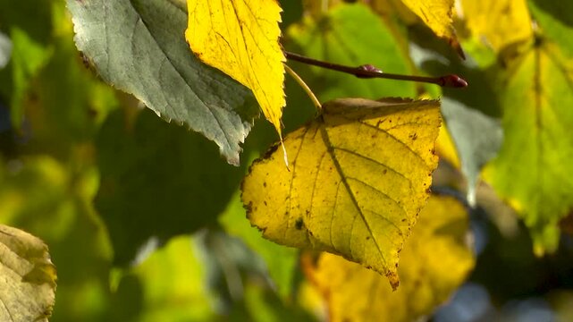Autumn vegetation in a park in Bilbao with dry leaves covering the ground and trees showing warm ochre colors. Seasonal landscape highlighting fall atmosphere in an urban green space.