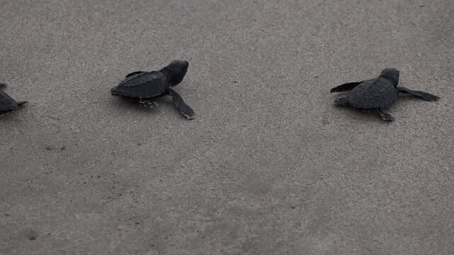 A Baby Sea Turle Crawling to the Ocean