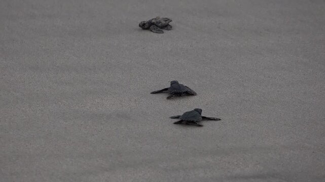 A Baby Sea Turle Crawling to the Ocean