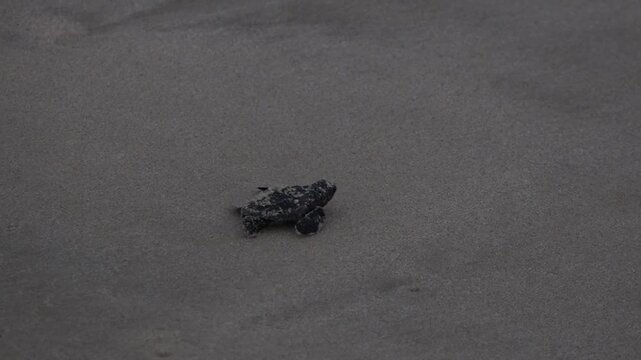 A Baby Sea Turle Crawling to the Ocean