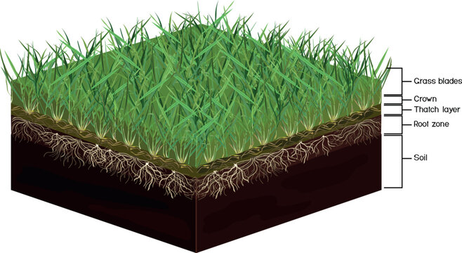 Lawn soil profile. Scheme of a cross section of lawn revealing turf and soil