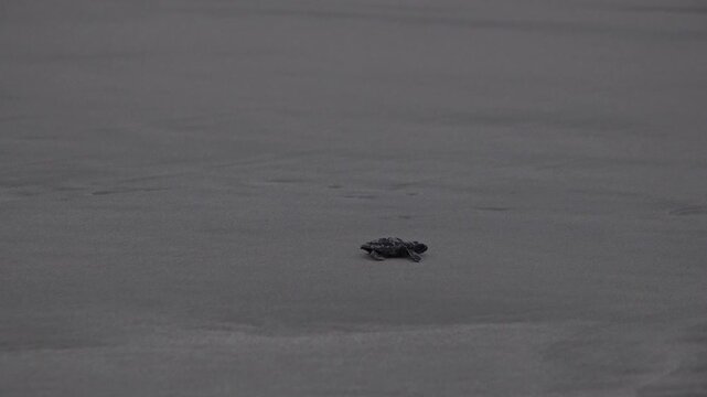 A Baby Sea Turle Crawling to the Ocean