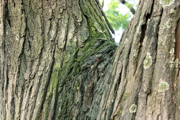 Obraz premium Sharp bark plates frame warm inner grain on mature timber. Vertical woody layers create striking rustic backdrop appeal. Forest texture closeup highlights erosion marks and natural depth.