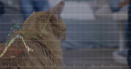 Fototapeta premium Sitting ginger cat watching chart overlay in lounge, jeans-white-shoes figure by sofa, copy space