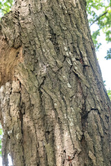 Obraz premium Rugged trunk surface featuring coarse aged woodland texture. Weathered arboreal pattern showing fissured organic detail. Rustic timber facade with layered grooves and earthy tone.